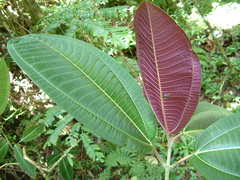 Miconia calvescens