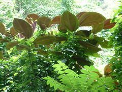 Miconia calvescens