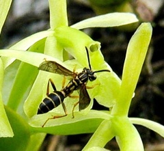 Agelaia multipicta