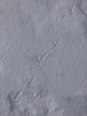 Canachites canadensis