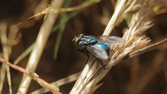 Sarconesiopsis magellanica