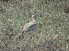 Burhinus superciliaris