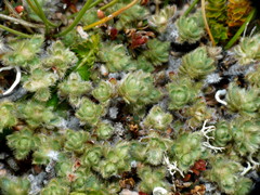 Pimelea mesoa mesoa