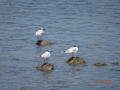 Thalasseus sandvicensis