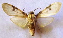 Halysidota interlineata