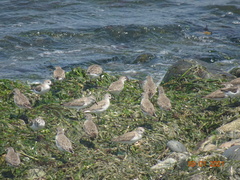 Calidris