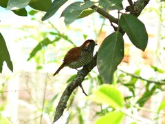 Thamnophilus multistriatus