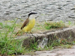 Pitangus sulphuratus