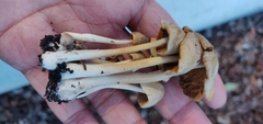 Agrocybe putaminum