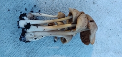 Agrocybe putaminum
