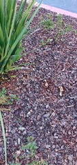 Agrocybe putaminum
