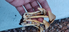 Agrocybe putaminum