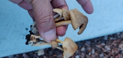 Agrocybe putaminum