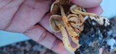 Agrocybe putaminum
