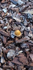Agrocybe putaminum