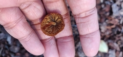 Agrocybe putaminum