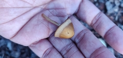 Agrocybe putaminum