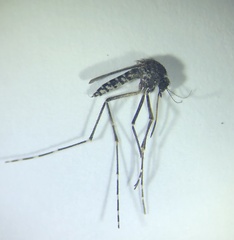 Aedes vigilax