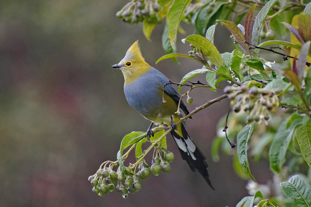 Long-tailed Silky-flycatcher (Ptiliogonys caudatus) photo