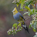 Long-tailed Silky-Flycatcher - Photo (c) Paul Prappas, some rights reserved (CC BY-NC), uploaded by Paul Prappas