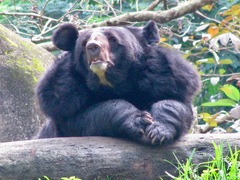 Ursus thibetanus