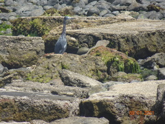 Egretta caerulea