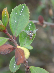 Bactrocera oleae