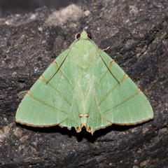 Eulepidotis viridissima