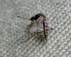 Aedes vigilax
