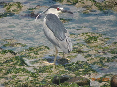Nycticorax nycticorax