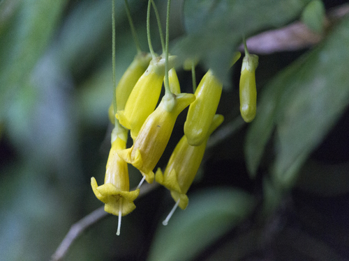 Besleria pendula