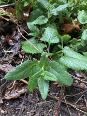 Teucrium hircanicum