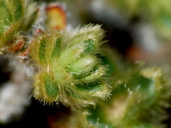 Pimelea mesoa mesoa