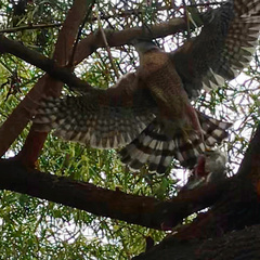 Accipiter cooperii