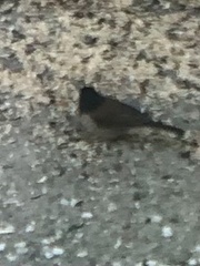 Junco hyemalis
