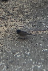 Junco hyemalis
