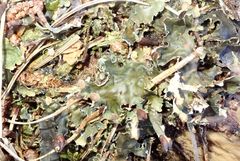 Peltigera dolichorhiza