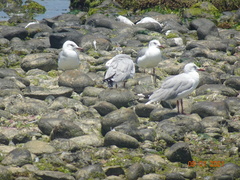 Chroicocephalus cirrocephalus