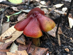 Hygrocybe