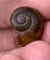 Aperostoma