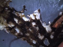 Peltigera dolichorhiza