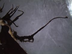 Peltigera dolichorhiza