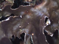 Peltigera dolichorhiza
