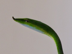 Ahaetulla