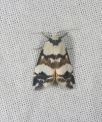 Thallarcha albicollis