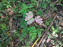 Adiantum macrophyllum