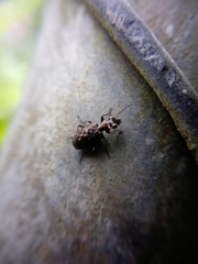 Scopodes