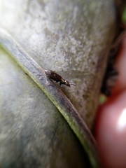 Scopodes