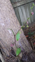 Glochidion sumatranum