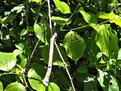 Polistes myersi